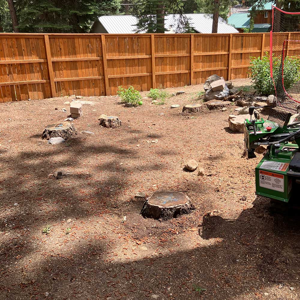 Before Image of Stump Removal