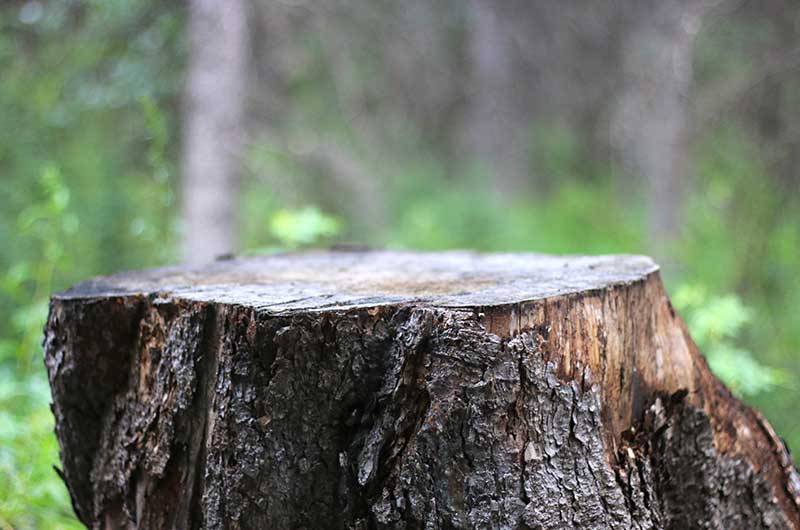 Stump Removal Service